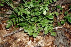 Cardamine tenera