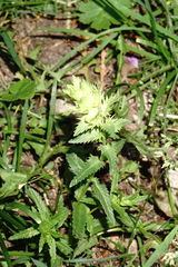 Rhinanthus serotinus aestivalis