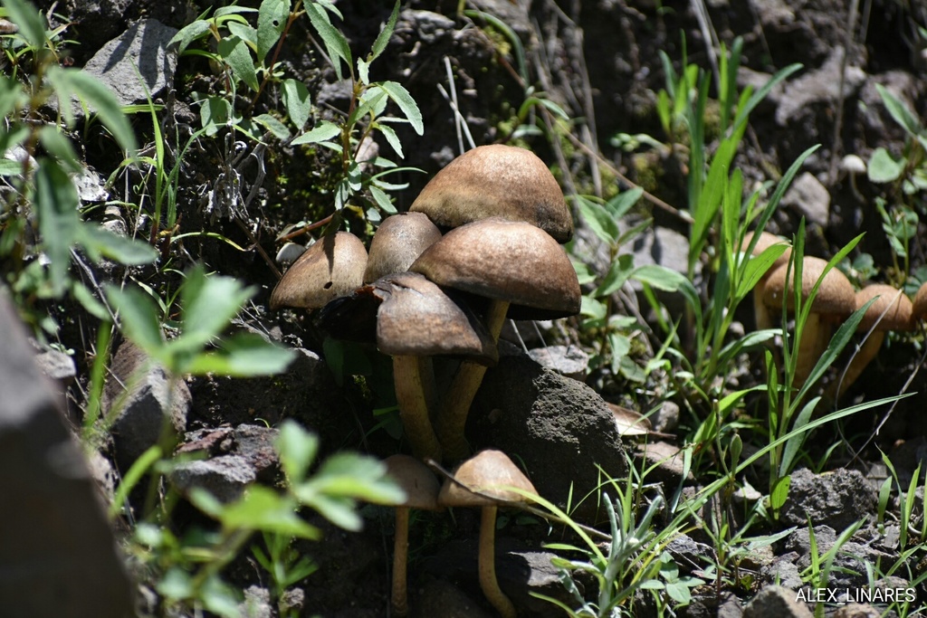 Lacrymaria hypertropicalis