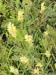 Linaria vulgaris