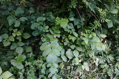 Geranium asphodeloides