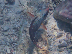 Chlorurus