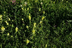 Rhinanthus serotinus aestivalis