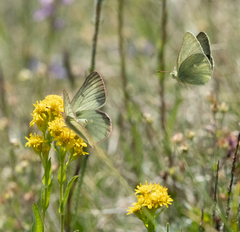 Colias behrii