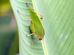 Ephippitytha kuranda