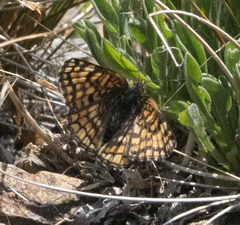 Chlosyne whitneyi