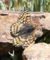 Chlosyne whitneyi