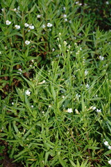 Galium elongatum