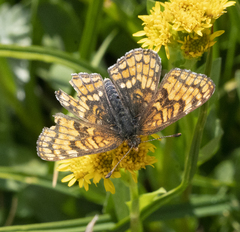 Chlosyne whitneyi