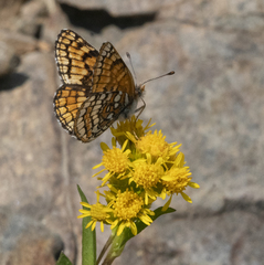 Chlosyne whitneyi