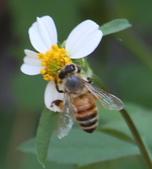 Apis mellifera