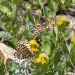 Chlosyne whitneyi