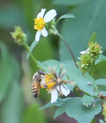 Apis mellifera