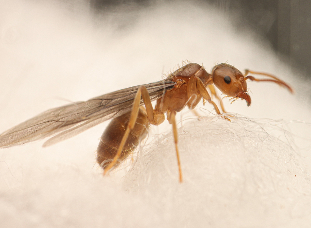 Lasius humilis