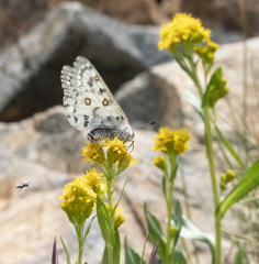 Parnassius behrii