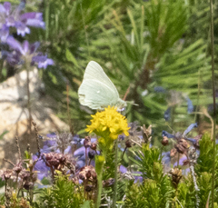Colias behrii