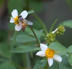 Apis mellifera