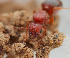 Pheidole tetra
