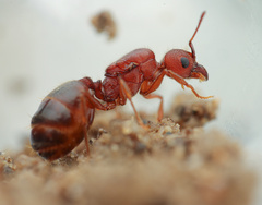 Pheidole tetra