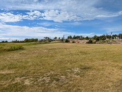 Haematopus ostralegus