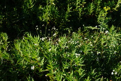 Galium elongatum