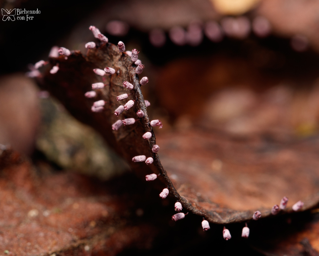 Craterium paraguayense