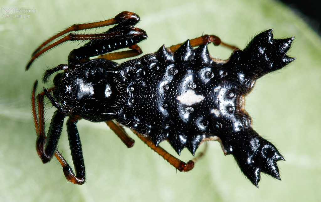 orb weavers