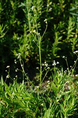 Galium elongatum