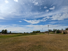 Haematopus ostralegus