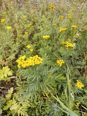 Tanacetum vulgare