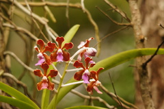 Vanda perplexa