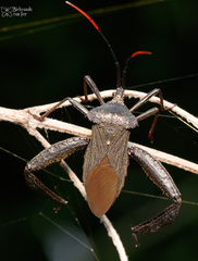 Acanthocephala heissi