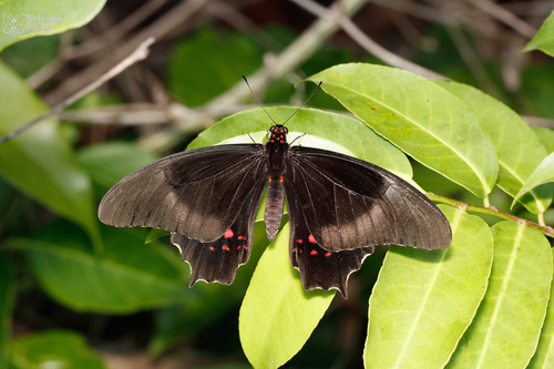 pink-spotted swallowtail