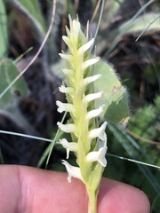 Spiranthes romanzoffiana