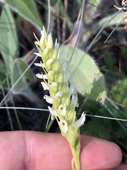Spiranthes romanzoffiana
