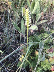Spiranthes romanzoffiana
