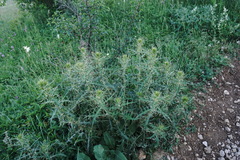 Cirsium laniflorum