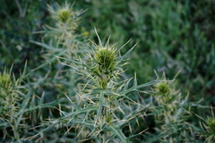 Cirsium laniflorum