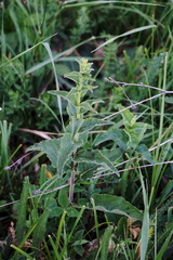 Campanula bononiensis