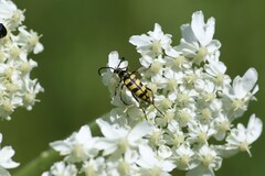 Stenostrophia tribalteata
