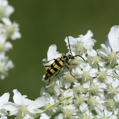 Stenostrophia tribalteata