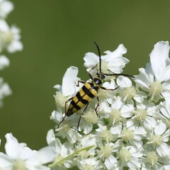 Stenostrophia tribalteata