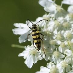 Stenostrophia tribalteata