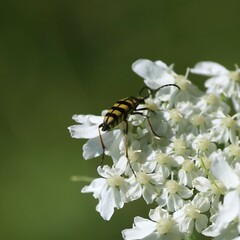 Stenostrophia tribalteata