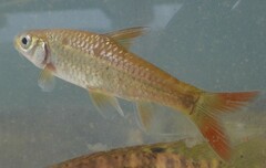 Enteromius argenteus