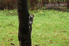 Sciurus carolinensis