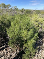 Dodonaea inaequifolia