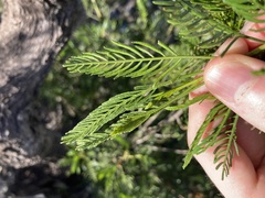 Dodonaea inaequifolia