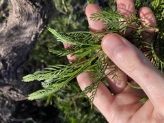 Dodonaea inaequifolia