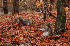 Sciurus carolinensis